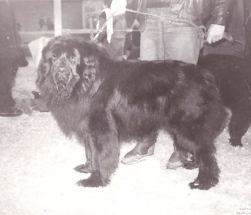 Фото: ньюфаундленд Jak (Жак)