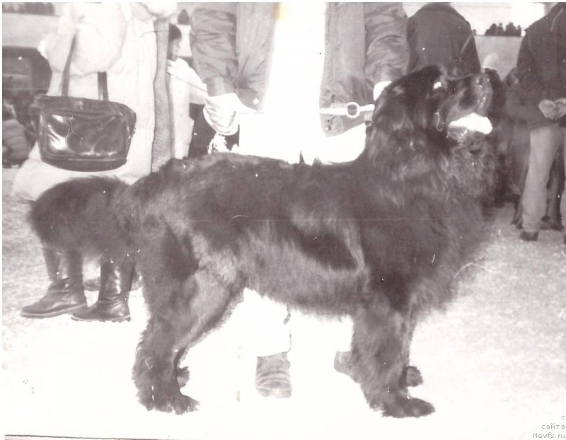 Фото: ньюфаундленд Nikol' Dar Dyen (Николь Дар Дэн)