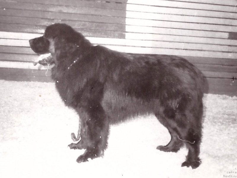 Фото: ньюфаундленд Tayger Meydj d'Oliv'e (Тайгер Мейдж д'Оливье)