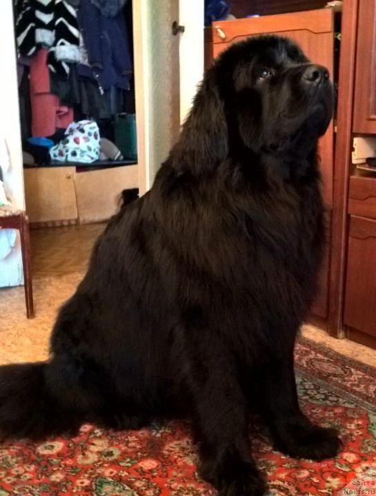 Фото: ньюфаундленд Valmond Pobeditel (Валмонд Победитель)