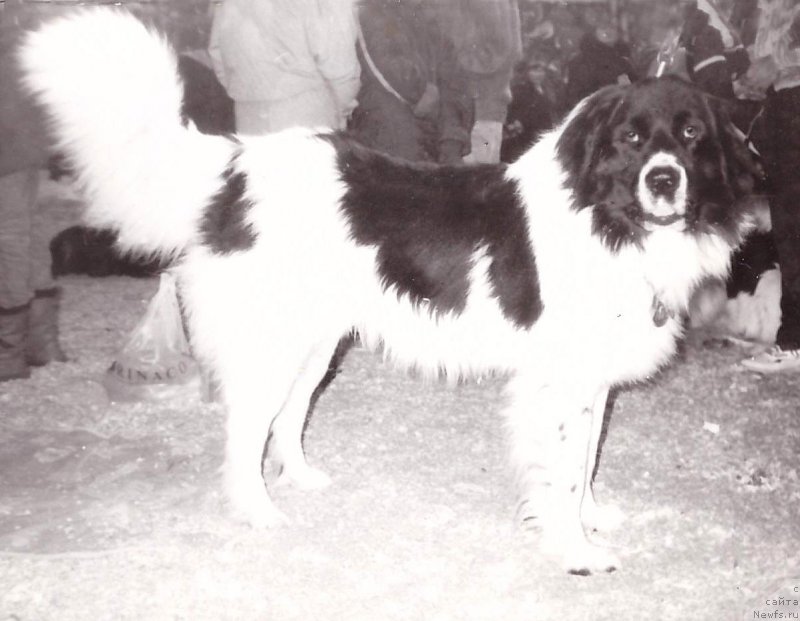 Фото: ньюфаундленд Norvud Jitar (Норвуд Житар)