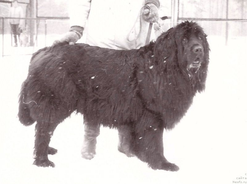 Фото: ньюфаундленд Sofiya Ivlor (София Ивлор)