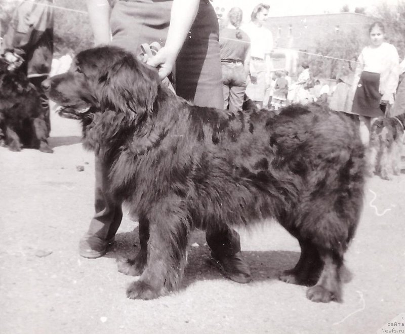 Фото: ньюфаундленд Cessi Jashol'd (Цесси Жашольд)