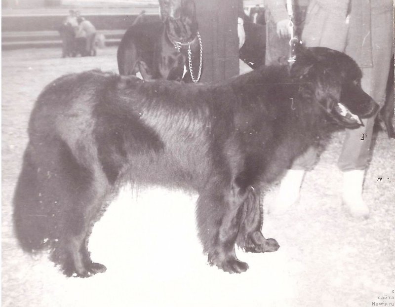 Фото: ньюфаундленд Kassandra de lya YUns (Кассандра де ля Юнс)