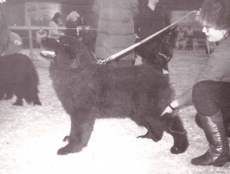 Фото: ньюфаундленд Centavr Mon iz Zolotogo Treugol'nika (Центавр Мон из Золотого Треугольника)