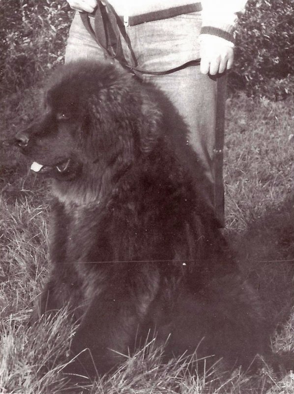 Фото: ньюфаундленд YEland Verjen (Эланд Вержен)