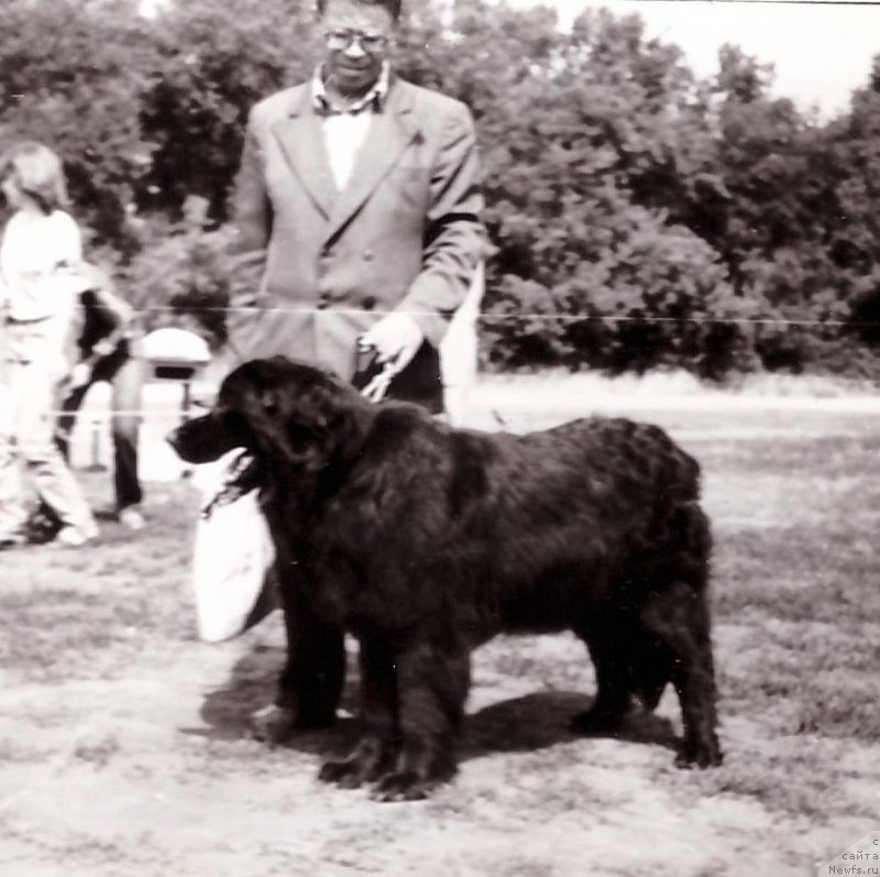 Фото: ньюфаундленд YUnona Gabi (Юнона Габи)