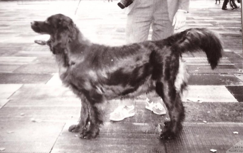 Фото: ньюфаундленд Vil'da Basker (Вильда Баскер)