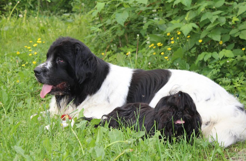 Фото: ньюфаундленд Sent Djons Isida (Сент Джонс Исида)