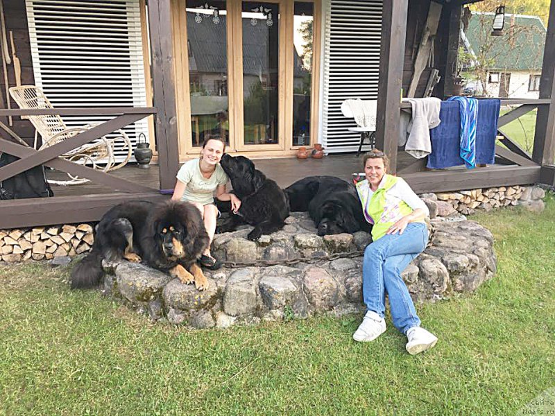 Фото: ньюфаундленд Beguschaya po Volnam Bravo Bravissimo (Бегущая по Волнам Браво Брависсимо), ньюфаундленд Beguschaya po Volnam Сhart Topper (Бегущая по Волнам Чарт Топпер), YUliana Nikiforova (Юлиана Никифорова)