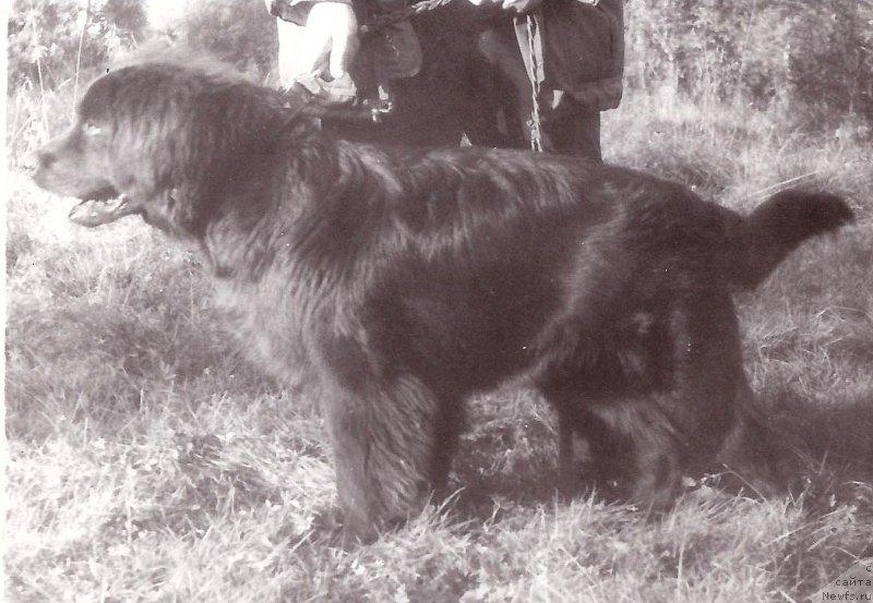 Фото: ньюфаундленд Cufaun Rik YErsher (Цуфаун Рик Эршер)