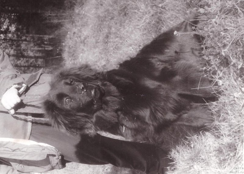 Фото: ньюфаундленд Cufaun Rik YErsher (Цуфаун Рик Эршер)