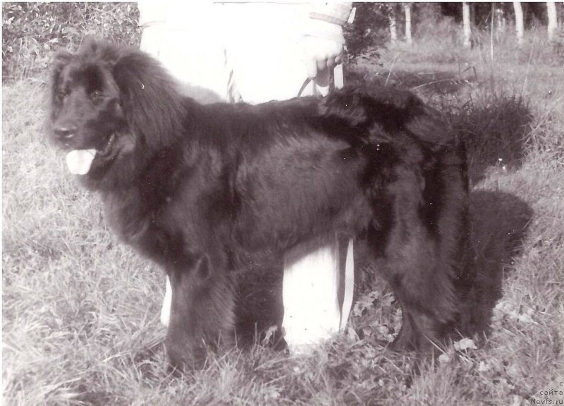 Фото: ньюфаундленд YEmir Verjen (Эмир Вержен)