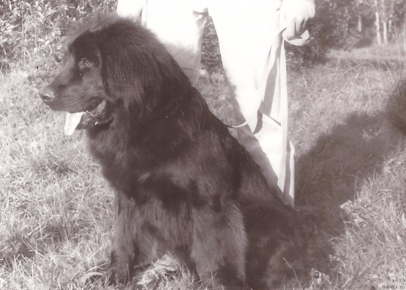 Фото: ньюфаундленд YEmir Verjen (Эмир Вержен)