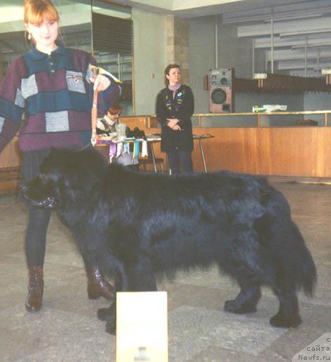 Фото: ньюфаундленд Evis Rongli (Евис Ронгли)