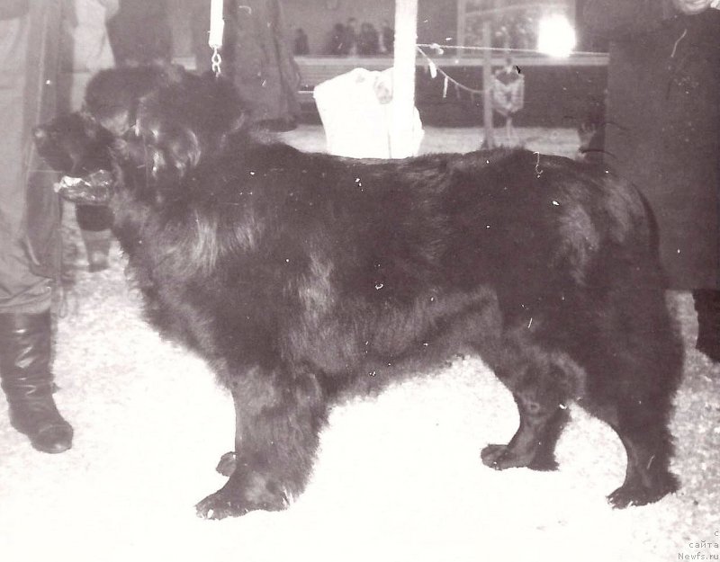 Фото: ньюфаундленд Ustin YEviyust (Устин Эвиюст)