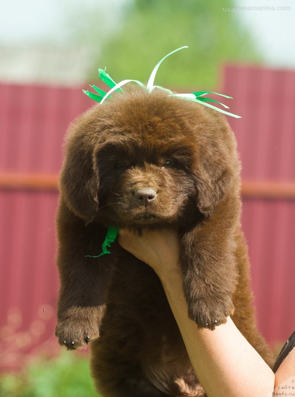 Фото: ньюфаундленд Braunblad MSK B'yart Archibal'd (Браунблад МСК Бьярт Арчибальд)