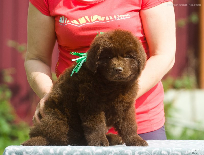 Фото: ньюфаундленд Braunblad MSK B'yart Archibal'd (Браунблад МСК Бьярт Арчибальд)