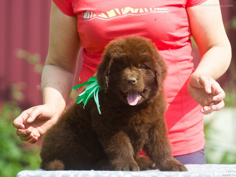 Фотография № 208107