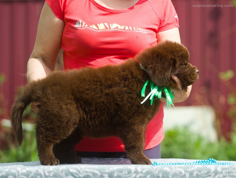 Фото: ньюфаундленд Braunblad MSK B'yart Archibal'd (Браунблад МСК Бьярт Арчибальд)