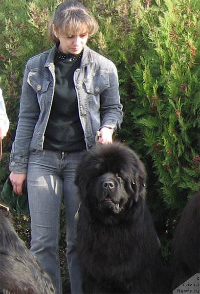 Фото: ньюфаундленд Knyaz Dodon s Berega Dona (Князь Додон с Берега Дона)