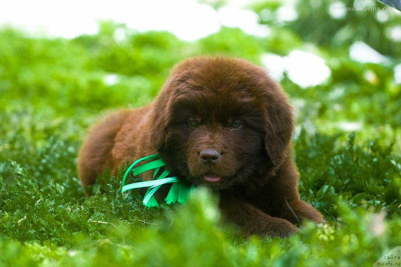 Фото: ньюфаундленд Braunblad MSK B'yart Archibal'd (Браунблад МСК Бьярт Арчибальд)