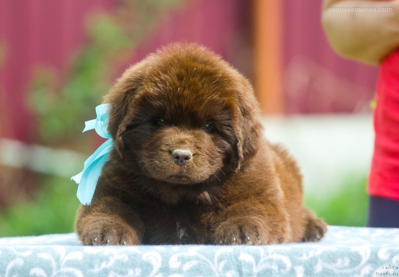 Фотография № 208114