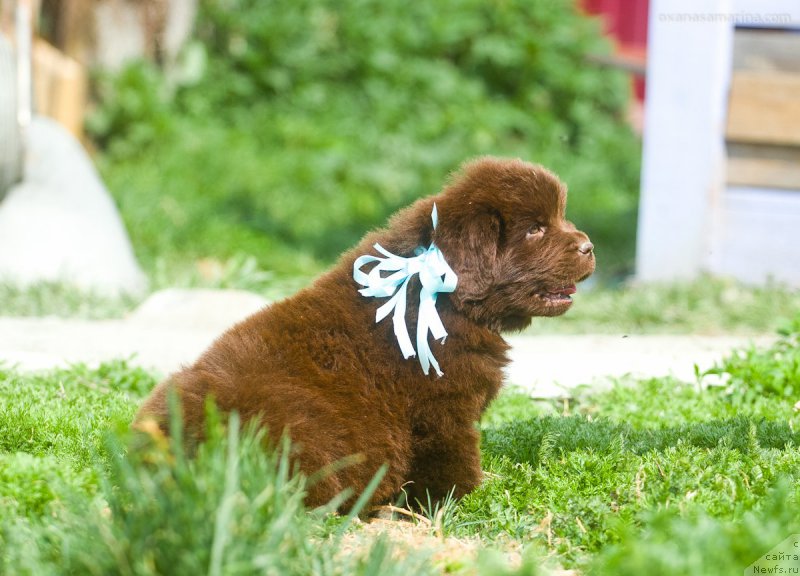 Фотография № 208115