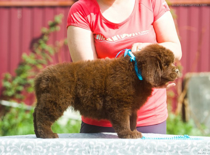 Фото: ньюфаундленд Braunblad MSK Betani YEys (Браунблад МСК Бетани Эйс)