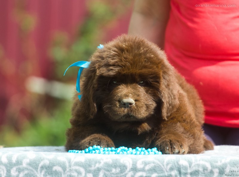 Фото: ньюфаундленд Braunblad MSK Betani YEys (Браунблад МСК Бетани Эйс)