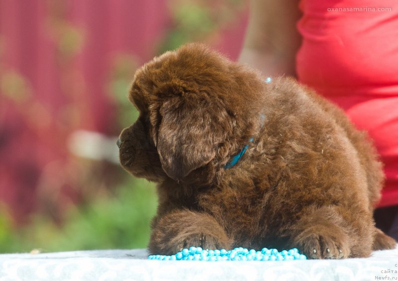 Фото: ньюфаундленд Braunblad MSK Betani YEys (Браунблад МСК Бетани Эйс)