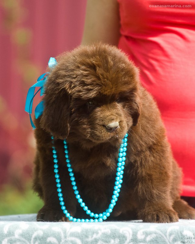 Фото: ньюфаундленд Braunblad MSK Betani YEys (Браунблад МСК Бетани Эйс)