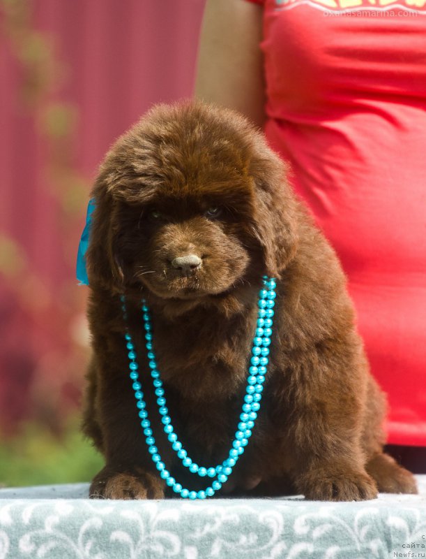 Фотография № 208120