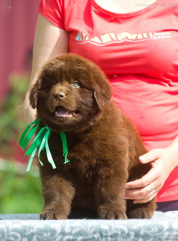 Фото: ньюфаундленд Braunblad MSK B'yart Archibal'd (Браунблад МСК Бьярт Арчибальд)