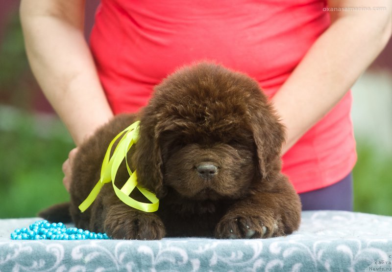 Фотография № 208135