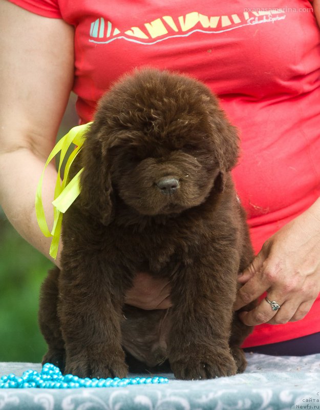 Фотография № 208136