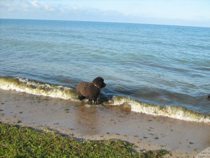 Фото: ньюфаундленд Zimniy Dar s Berega Dona (Зимний Дар с Берега Дона)