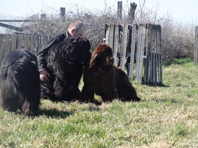 Фото: ньюфаундленд N'yufort Vorojeya (Ньюфорт Ворожея)