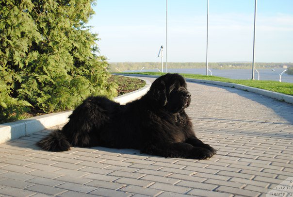 Фото: ньюфаундленд Aquatoriya Kelvin Fiona (Акватория Келвин Фиона)