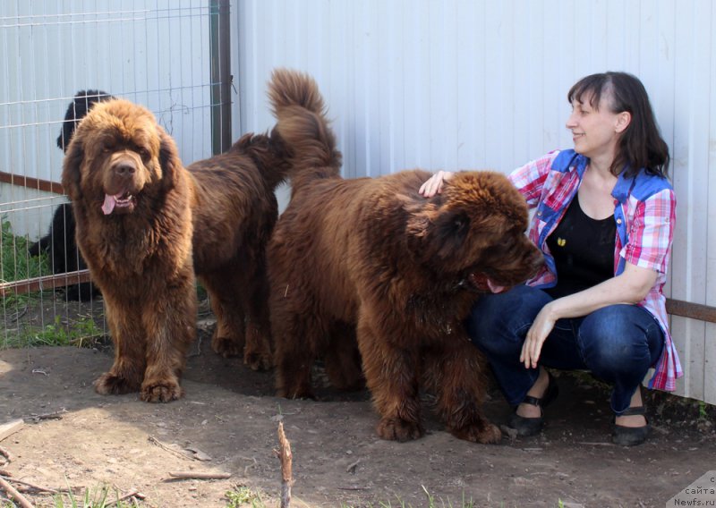 Фото: ньюфаундленд Charli The Best Helfi Pel (Чарли Де Бест Хелфи Пэл), Tat'yana Grebenyuk (Татьяна Гребенюк), ньюфаундленд Charmer Denkam Bronze (Чармер Денкам Бронз)