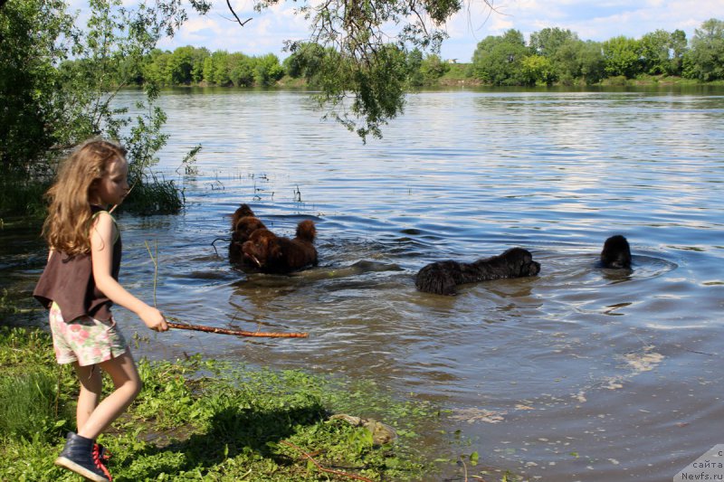 Фото: ньюфаундленд Charmer Denkam Bronze (Чармер Денкам Бронз), ньюфаундленд Charli The Best Helfi Pel (Чарли Де Бест Хелфи Пэл), ньюфаундленд Mercedes Vialiki Miadzvedz (Мерседес Вялiкi Мядзведзь), ньюфаундленд Brownblood MSK Harricane Higgins (Браунблад МСК Харрикейн Хиггенс)