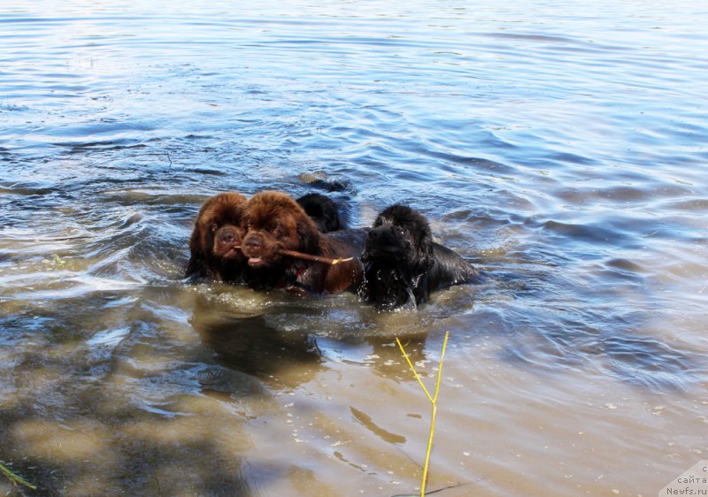 Фото: ньюфаундленд Charmer Denkam Bronze (Чармер Денкам Бронз), ньюфаундленд Charli The Best Helfi Pel (Чарли Де Бест Хелфи Пэл), ньюфаундленд Mercedes Vialiki Miadzvedz (Мерседес Вялiкi Мядзведзь), ньюфаундленд Brownblood MSK Harricane Higgins (Браунблад МСК Харрикейн Хиггенс)
