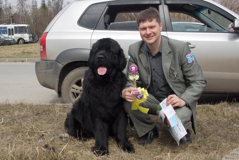 Фото: ньюфаундленд Valmond Pobeditel (Валмонд Победитель)