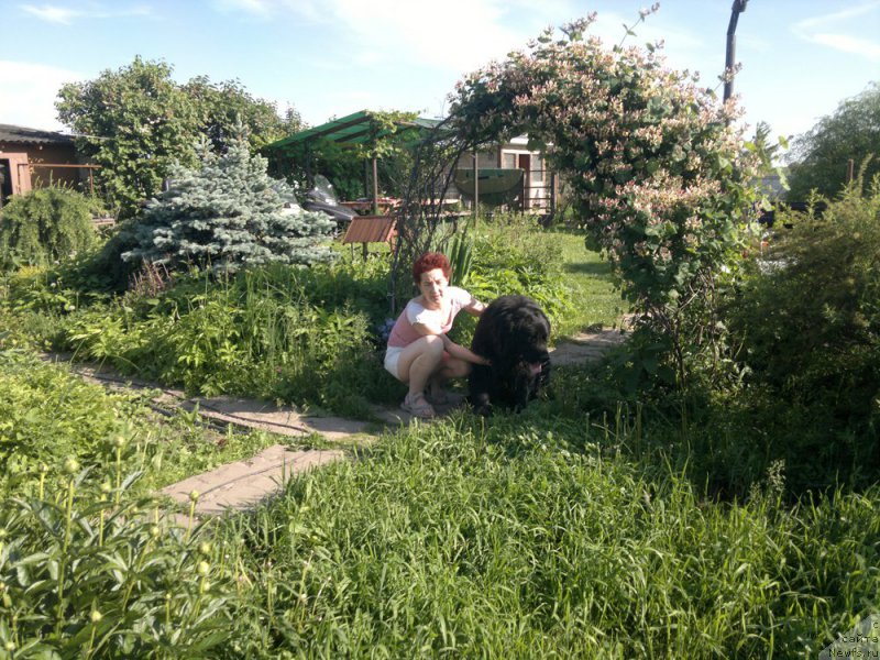 Фото: ньюфаундленд Kumir Mortin (Кумир Мортин), Ekaterina Fedotova (Екатерина Федотова)