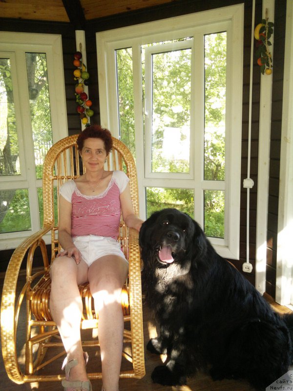 Фото: ньюфаундленд Kumir Mortin (Кумир Мортин), Ekaterina Fedotova (Екатерина Федотова)