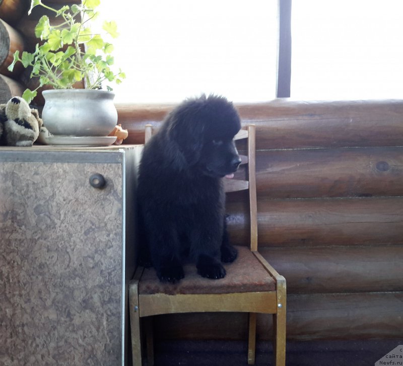 Фото: ньюфаундленд Waterton-Lakes Bear Now and Forever Zhade (Уотертон-Лейкс Беар Нау энд Форевер Жаде)