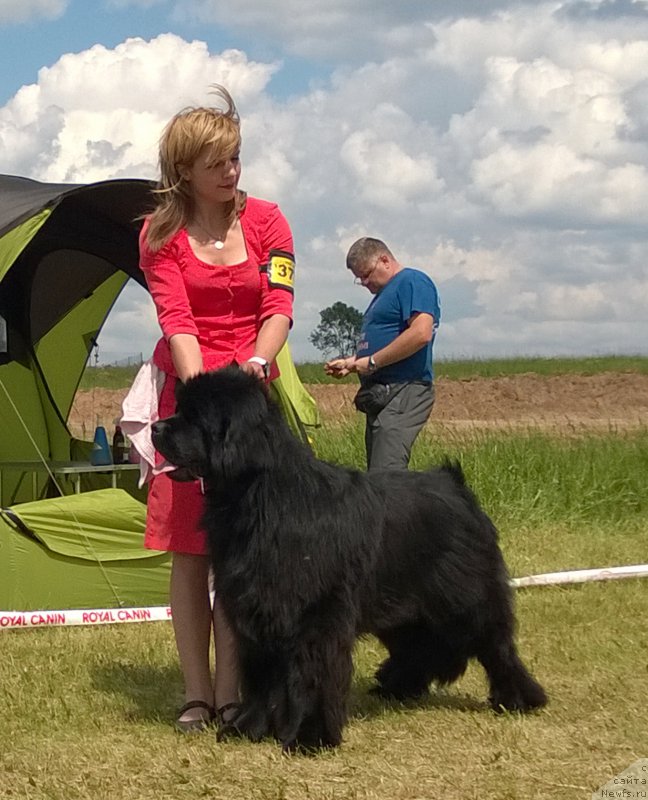 Фото: ньюфаундленд Zlato Volmari Boss (Злато Волмари Босс)