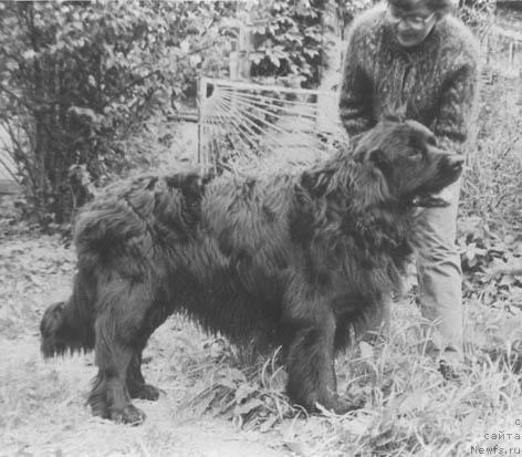 Фото: ньюфаундленд Lord Evdar (Лорд Евдар)