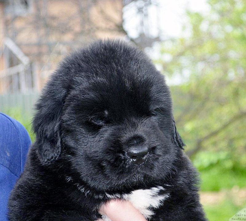 Фотография № 208227