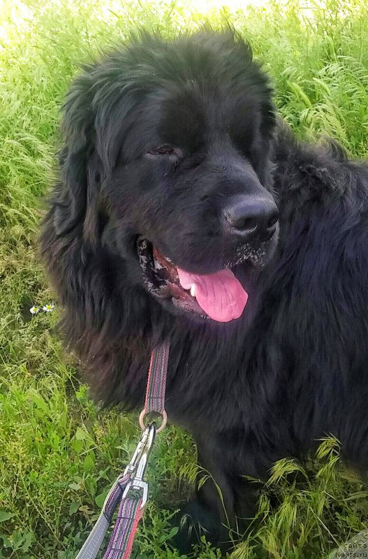 Фото: ньюфаундленд N'yufort Divnaya Diana (Ньюфорт Дивная Диана)